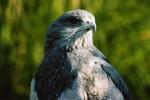 LE TOURNOI DES AIGLES
